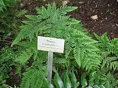 Description de l'image Pteris tremula - Berlin Botanical Garden - IMG 8794.JPG.