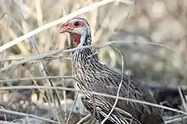 Francolin à gorge rouge.