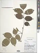 Pterocarpus santalinoides.