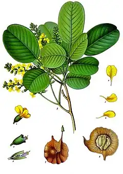 Description de l'image Pterocarpus_santalinus_-_Köhler–s_Medizinal-Pflanzen-114.jpg.