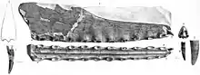 Illustrations  de l'holotype de C. cuvieri.