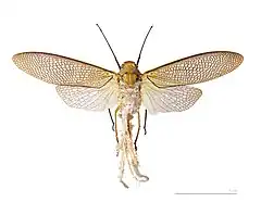 Phenacinae Pterodictya reticularis - Muséum de Toulouse