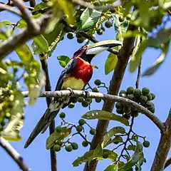 Description de l'image Pteroglossus bitorquatus - Red-necked Aracari; Arari, Maranhão, Brazil.jpg.