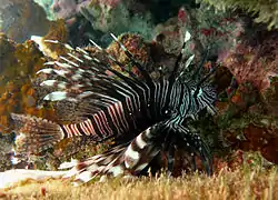 Une rascasse volante (Pterois miles)