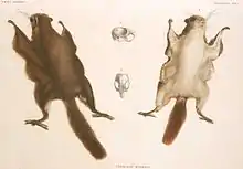 Planche zoologique du XIXe siècle