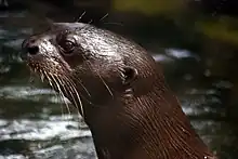 Photo de la tête d'une loutre vue de profil.