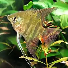 Description de l'image Pterophyllum leopoldi.jpg.