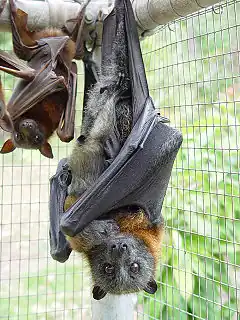 Photo d'un renard volant à tête grise.