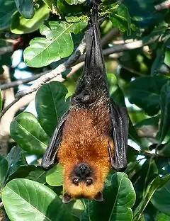 Pteropus seychellensis, chauve-souris frugivore endémique commune (envergure jusqu'à 100 cm).