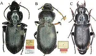A: Pterostichus acutidens ; B : Pterostichus melanodes ; C: Pterostichus rasilis.