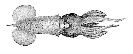 Pterygioteuthis microlampas