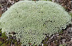 Pterygopappus lawrencei (Tasmanie, Australie).