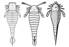 Description de l'image Pterygotioidea.png.