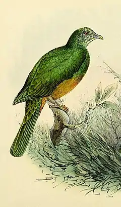 Description de l'image Ptilinopus bernsteinii.jpg.