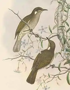 Description de l'image Ptilotis albonotata - The Birds of New Guinea (cropped).jpg.