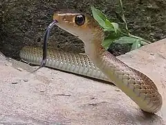 Description de l'image Ptyas korros- Indochinese rat snake.jpg.