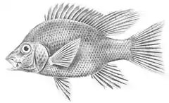 Description de l'image Ptychochromis grandidieri.jpg.