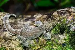 Description de l'image Ptychozoon lionotum, Smooth-backed gliding gecko.jpg.