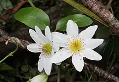 Description de l'image Puawhananga flowers (Clematis paniculata).jpg.