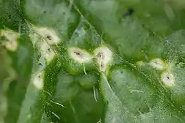 Puccinia cnici