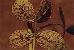 Description de l'image Puccinia arachidis2.jpg.