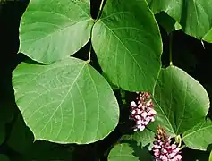 P. montana var. lobata, les folioles sont entières