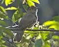 Bulbul pâle