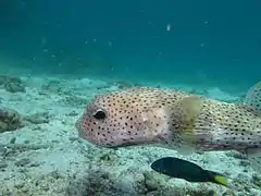 (Parc national de Ko Lanta, Thaïlande)