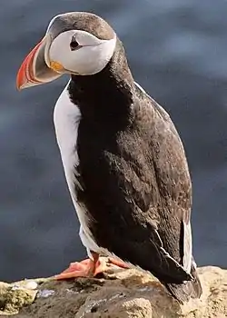 Macareux moine Fratercula arctica