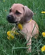 Chiot Puggle