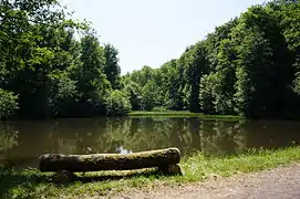 Un petit banc en rondins de bois fait face à un plan d'eau entouré d'arbres et de verdure.