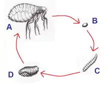 Cycle biologique de Pulex irritans