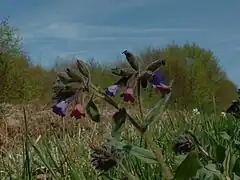 Description de cette image, également commentée ci-après