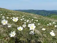 Pulsatille des Alpes au Kastelberg.