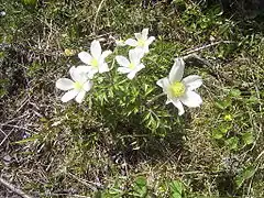 Pulsatille des Alpes