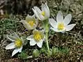 Pulsatilla vulgaris var. alba