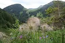 Pulsatilles des Alpes