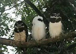 Couple et jeune au Zoo de Londres