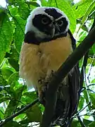 Pulsatrix perspicillata chapmani à Manizales, Caldas, Colombie