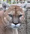 Le Puma