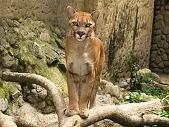 Le Puma concolor cabrerae, sous-espèce de puma, est typique de la région.