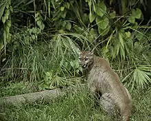 Puma assis dans un paysage de verdure.