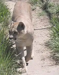 Un puma (Puma concolor) de la sous-espèce locale Puma concolor puma.