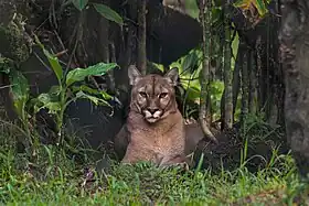 Image illustrative de l’article Zoo de Guyane