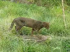 Puma yagouaroundi ou jaguarondi, encore appelé eyra ou chat loutre. On le trouve jusqu'aux confins de la Patagonie.