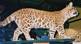 Le même pumapard, vu de profil.