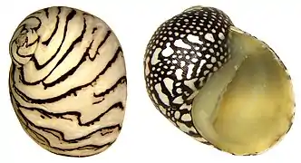 Puperita pupa