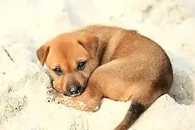 Un petit chiot bâtard sur le rivage de la baie d'Halong