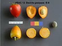 Parépou (Bactris gasipaes).