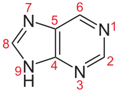 Purine